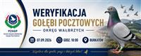 Gołębie zdjęcie